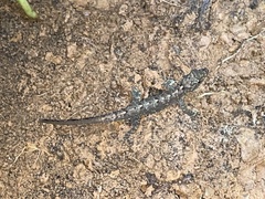 Cnemaspis goaensis