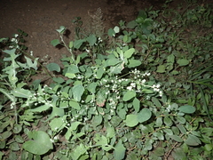 Chenopodium betaceum