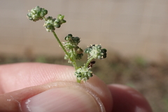 Chenopodium betaceum