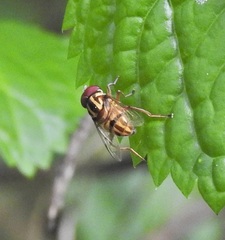 Austalis conjuncta