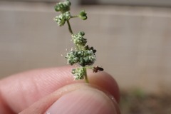 Chenopodium betaceum