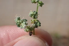 Chenopodium betaceum