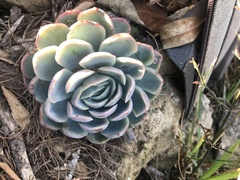 Echeveria elegans