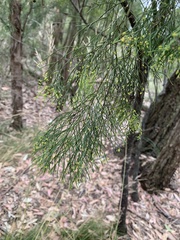 Exocarpos cupressiformis