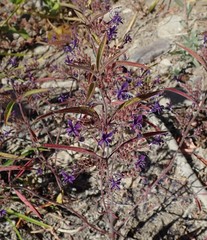 Trichostema laxum