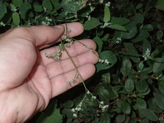 Chenopodium betaceum
