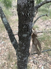 Exocarpos cupressiformis