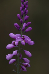 Comesperma