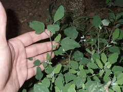 Chenopodium betaceum