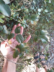 Rubus schmidelioides