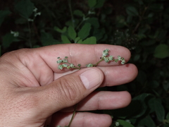 Chenopodium betaceum