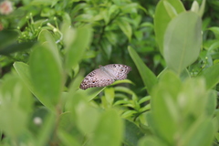 Junonia atlites atlites