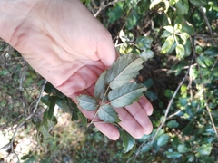Rubus schmidelioides