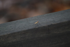 Telostylinus lineolatus