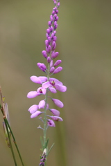 Comesperma