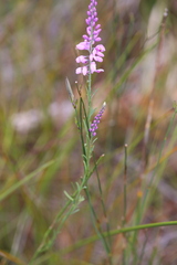 Comesperma