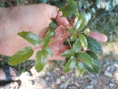Rubus schmidelioides