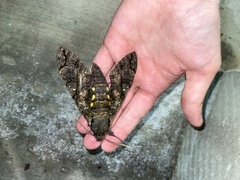 Cocytius antaeus