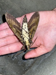 Cocytius antaeus