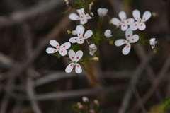 Stylidium guttatum