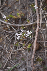 Stylidium guttatum