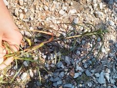 Dracophyllum longifolium