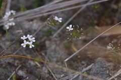 Stylidium guttatum