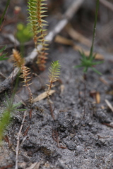 Selaginella gracillima