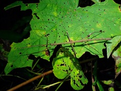 Mnesilochus palawanicus