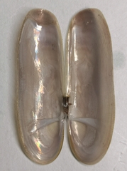 Siliqua pulchella