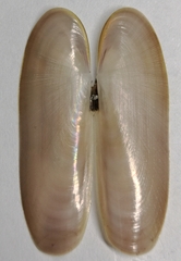 Siliqua pulchella
