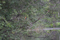 Pelargopsis capensis