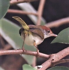 Orthotomus atrogularis