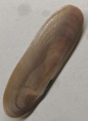 Siliqua pulchella
