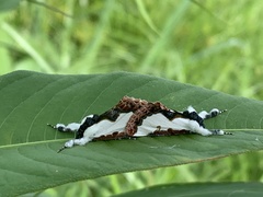 Eudryas unio
