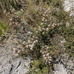 Kunzea tenuicaulis