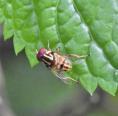 Austalis conjuncta