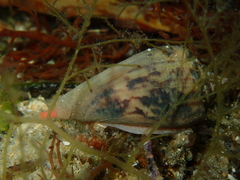 Conus anemone