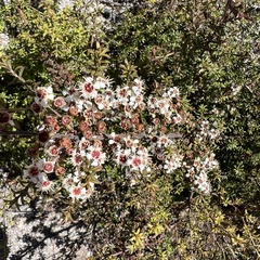 Kunzea tenuicaulis