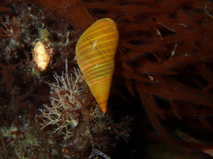 Phasianotrochus eximius