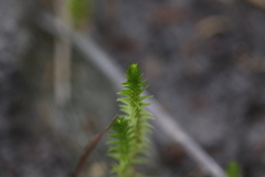 Selaginella gracillima