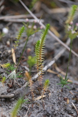 Selaginella gracillima