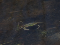 Hemigrapsus crenulatus