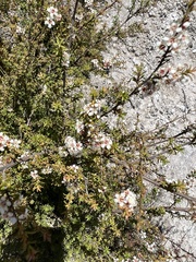 Kunzea tenuicaulis