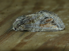 Heterocampa obliqua