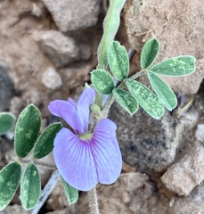 Tephrosia cinerea