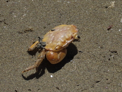 Hemigrapsus crenulatus