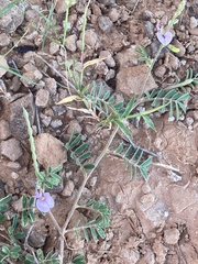 Tephrosia cinerea