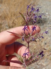 Trichostema laxum