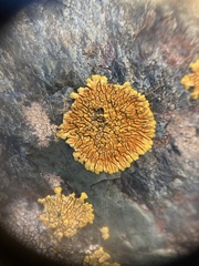 Polycauliona impolita